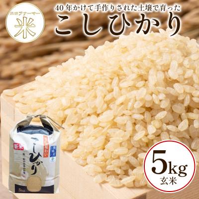 ふるさと納税 小松島市 玄米 こしひかり 5kg 令和7年産  潮風米