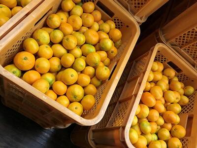 極早生 有田 みかん 化粧箱 特秀 M サイズ 40玉入 南泰園 和歌山 有田みかん