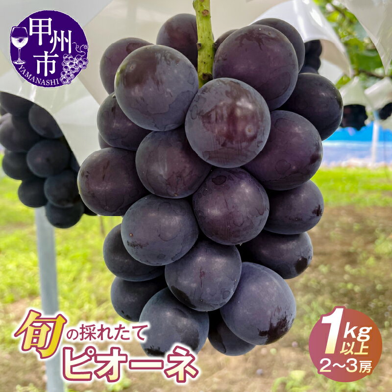 【ふるさと納税】 ピオーネ 2026年 8月 発送 1kg以上 2房 3房 ぶどう 葡萄 ブドウ 果物 くだもの フルーツ 旬 黒系ぶどう 香り 酸味 濃厚 数量限定 期間限定 産地直送 ギフト 贈答 冷蔵 山梨県 甲州市 （HO） 【B-1412】
