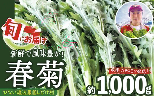 春菊 新鮮で風味豊か！ 約1,000g 45P3207　/ 東北 秋田 大館 野菜 新鮮 農産物 農家  農家直送 春菊