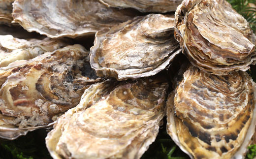 釧路福司・北海道のお米で造った純米酒(黒)と牡蠣(中)10個のセット ふるさと納税 酒 牡蠣