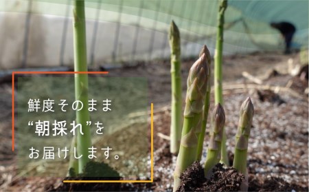 《先行予約》令和7年産【6月下旬より発送】米農家がつくる！水にこだわった朝採れアスパラガス L~2L 500g [Q1411x_25]