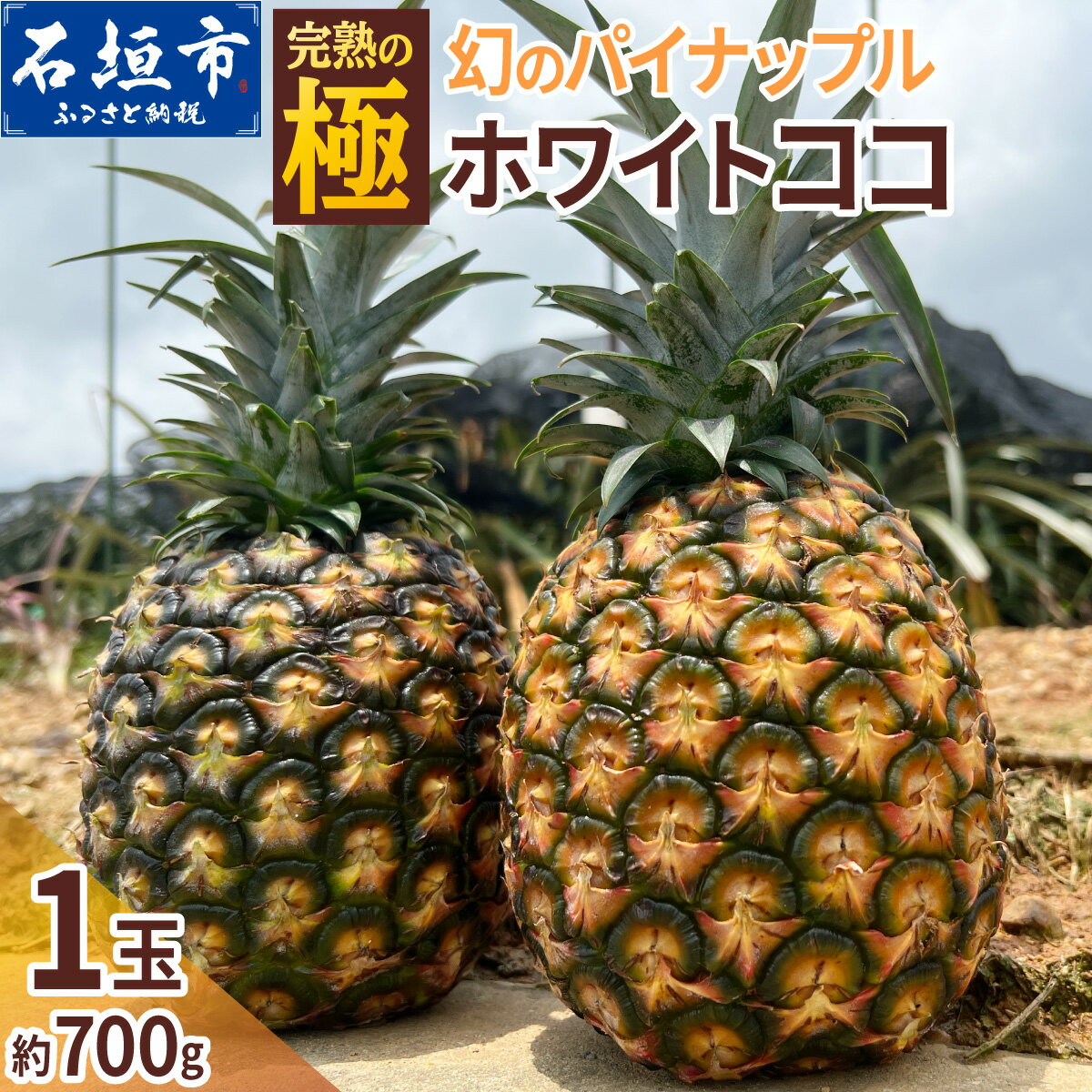 【ふるさと納税】＜期間限定 春フェア＞《2026年5月以降順次発送》[先行予約] お試し用 幻のパイナップル ホワイトココ 1玉 [マツコの知らない世界で絶賛] | 沖縄 石垣島 石垣 八重山 パイン パイナップル 期間限定 数量限定 TV テレビ 紹介 マツコ