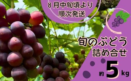 Y4　ぶどう の詰合せ　約5㎏【 ブドウ 葡萄 詰め合わせ セット 贈答 藤稔 紫玉 ピオーネ シャインマスカット ギフト 自宅用 】