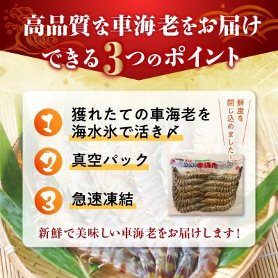 ふるさと納税 南九州市 活き〆冷凍車海老LLサイズ |  | 02