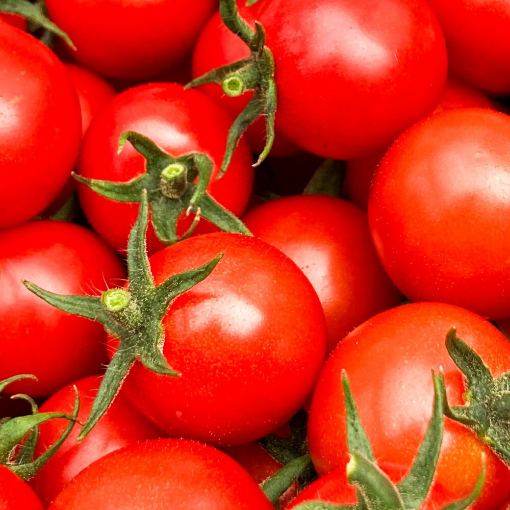 【ふるさと納税】【5回定期便】『まるでフルーツのような特撰 ミニトマト』 1回あたり約3kg×1箱 計約15kg（約3kg×5回） 特別な定期便 熊本県産 とまと 野菜 やさい サラダ 国産 九州 熊本県 熊本市 送料無料 【2026年1月下旬～5月下旬迄発送予定】