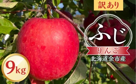 【先行予約：2026年12月上旬より発送】訳アリ りんご（ふじ）9kg【北海道余市町産】