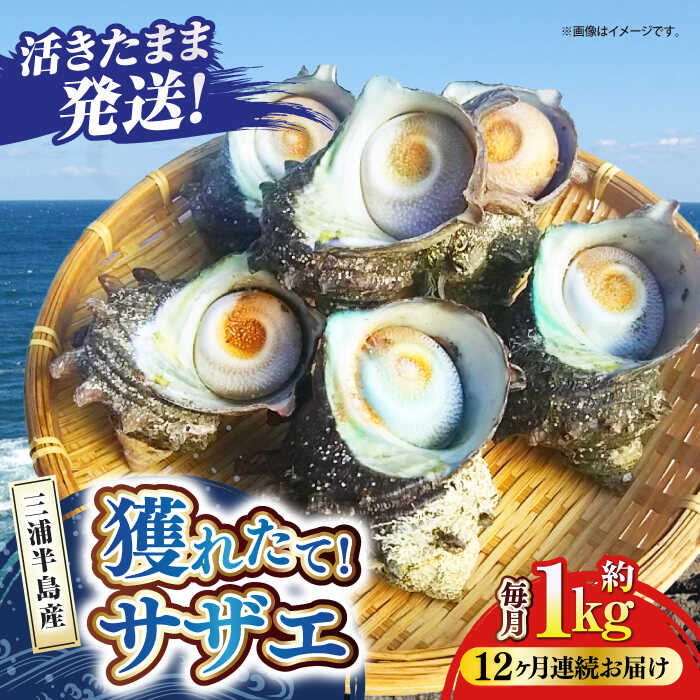 【ふるさと納税】【全12回定期便】サザエ 1kg 6〜10個 三浦半島【長井水産株式会社】[AKAJ025]