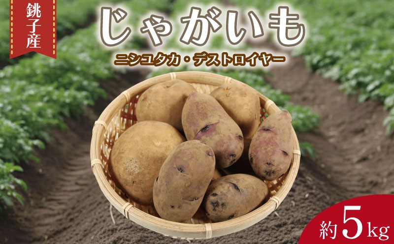 
                  先行予約 じゃがいも 約5kg ニシユタカ デストロイヤー 2種 食べ比べ 芋 イモ サイズ不揃い 期間限定 国産 銚子産 産地直送 季節限定 野菜 新鮮 美味しい 人気 オススメ 大容量 ポテト 肉じゃが カレー じゃがバター ポトフ シチュー BBQ キャンプ おかず お弁当 お取り寄せ 旬 送料無料 ふるさと納税 ふるさと納税野菜 千葉県 銚子市 サンズファーム 【選べる発送時期】
                