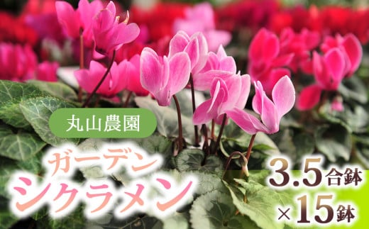 【丸山農園】冬を彩るガーデンシクラメン3.5号鉢（プラ化粧鉢つき）15鉢