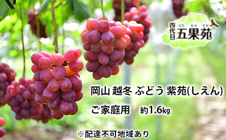  ぶどう 越冬ぶどう ご家庭用 紫苑 （しえん）約1.6kg   岡山