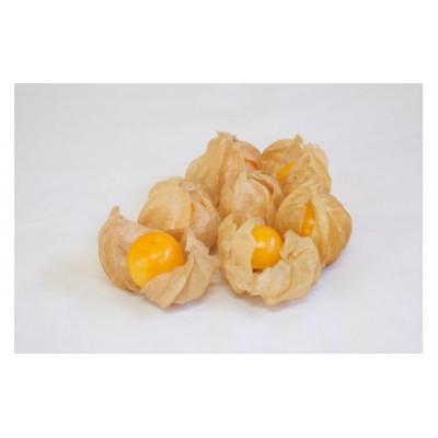 ふるさと納税 白馬村 フルーツほおずき(生食用) 100g×2パック |  | 03