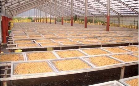 甲州小梅ぼし 昆布漬 計1kg（500g×2）ALPCG001