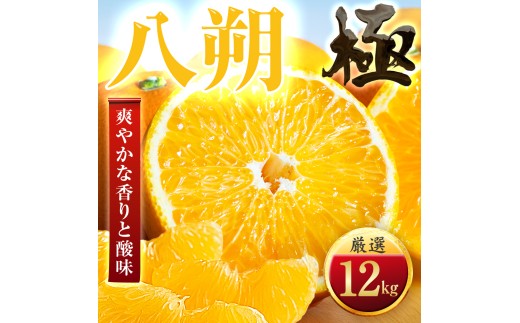 【先行受付】【ほろ苦さが旨い】大人の柑橘 八朔　12kg　愛媛県産【49-123】ふるさと納税 みかん  柑橘 果物 フルーツ おすすめ はっさく 八朔 3.5kg 6kg 12kg 愛媛県 八幡浜市    【1756046】 YWTZ095