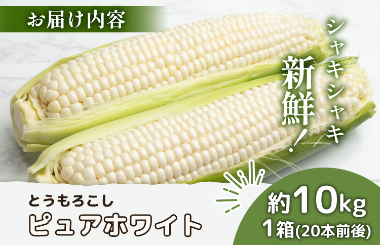 【先行予約】上原農場直送　有機栽培とうもろこし (ピュアホワイト) 約10kg 約20本前後 | ふるさと納税 北海道 中標津 なかしべつ とうもろこし ピュアホワイト とうきび コーン 野菜 夏野菜