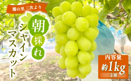 シャインマスカット 家庭用 約1kg(2房) ＜9月上旬ごろから順次発送＞ ぶどう ブドウ 葡萄 budou しゃいんますかっと ますかっと 先行予約 2026年発送 大粒 種なし 訳あり 不揃い 皮ごと フルーツ 果物 くだもの 産地直送 お取り寄せ 送料無料 農家直送 新鮮 ギフト 贈答 人気 完熟 朝どれ パリッ 冷蔵便 チルド便 クール便 三次市 / ぶどうばたけ344 [APDJ001]