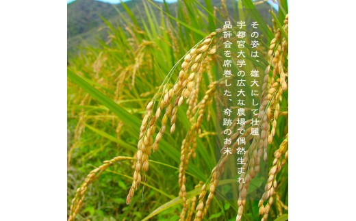 【新米受付・令和8年産米】新潟県村上市 岩船産 ゆうだい21（神林産地）5kg　1059001N
