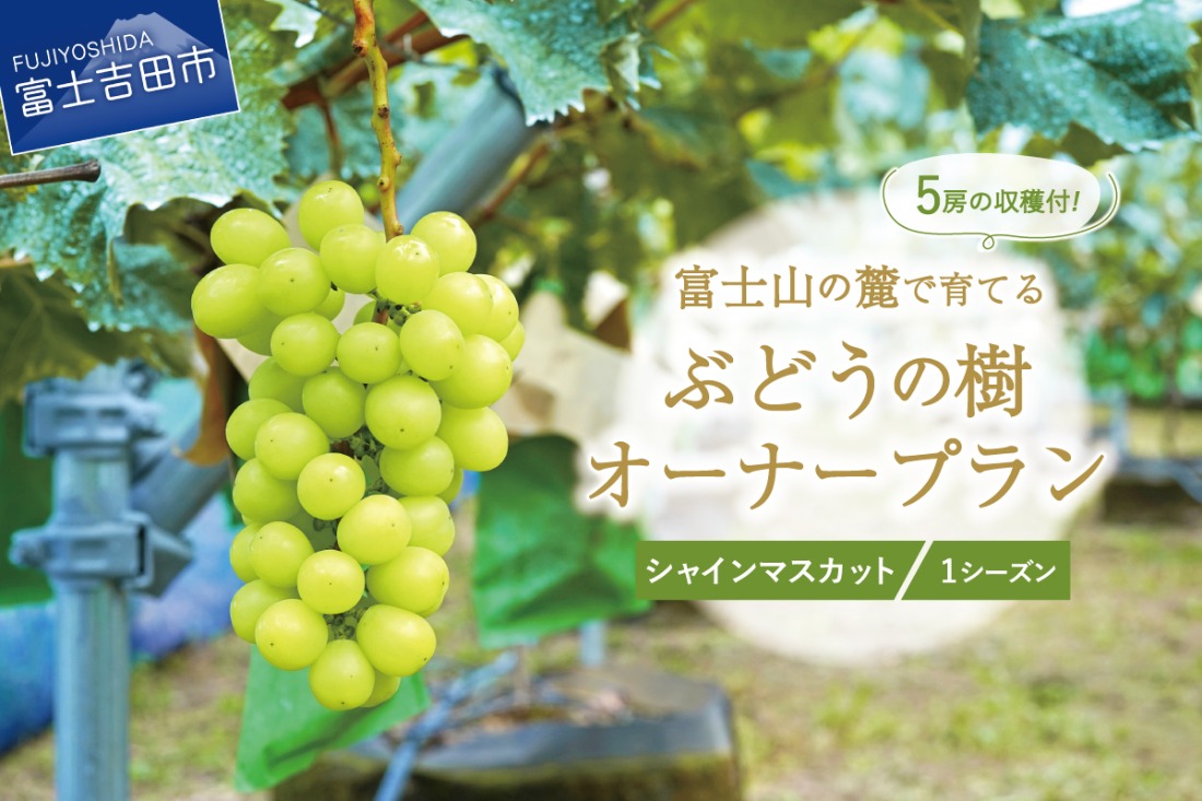 【ぶどうの樹 オーナー制度】シャインマスカット １シーズンオーナープラン(2022年植付け) 5房保証付き 栽培 収穫 体験 契約 ぶどう狩り 果物 フルーツ 山梨 富士吉田