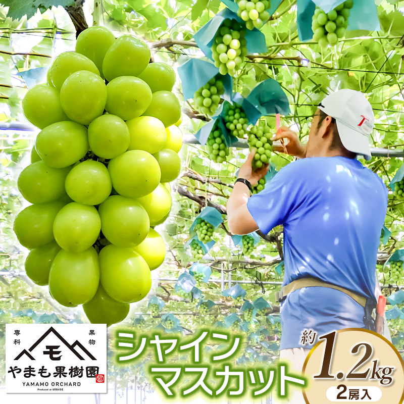 【令和7年産先行予約】シャインマスカット 2房 (約1.2kg)　やまも果樹園