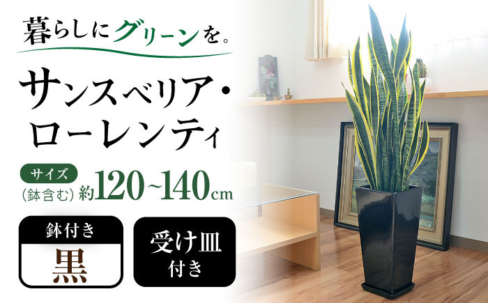 
観葉植物 サンスベリア・ローレンティ ロングスクエア 陶器鉢植え（黒） BIGサイズ インテリア / 観葉 植物 インテリア おしゃれ / 大村市 / フラワーコーポレーション[ACYK026]
