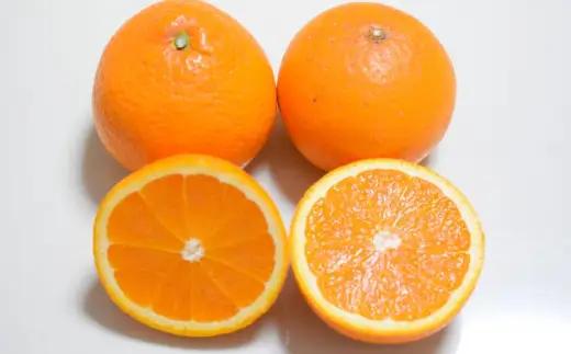 【濃厚】有田産清見オレンジ 5kg (サイズおまかせまたは混合) ご家庭用　※2027年3月上旬～3月下旬頃発送予定（お届け日指定不可） / みかん オレンジ 和歌山 有田みかん 柑橘 フルーツ 果物