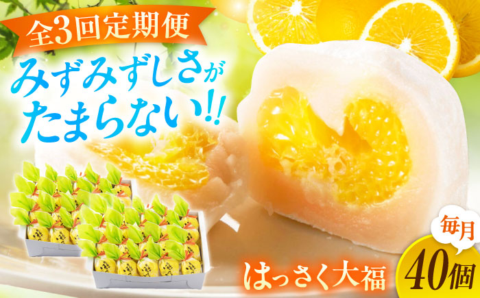 
            【全3回定期便】お菓子 はっさく大福20個入×2  お菓子 大福 八朔 柑橘 みかん オレンジ 餅 ギフト お取り寄せ スイーツ フルーツ大福 ご当地 菓子 おかし デザート 食品 人気 おすすめ 果汁 広島県産 特産品 産地直送 お取り寄せ 贈り物 ギフト 贈答品 絶品 和菓子 定期便 国産 白あん 個包装 逸品 定期便 福山スイーツ 広島県福山市/株式会社虎屋本舗[BADH034]
          