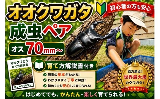 
                  【虹色Farm】オオクワガタ 成虫ペア(オス70ｍｍ～)～初心者の方も安心！育て方解説書付き～｜京都 クワガタ 人気［ クワガタ オオクワガタ 成虫 ペア オス メス 飼育キット 説明書付 人気 おすすめ 自由研究 夏休み 体験 自然 昆虫 虫 お取り寄せ 通販 送料無料 ふるさと納税 ］
                