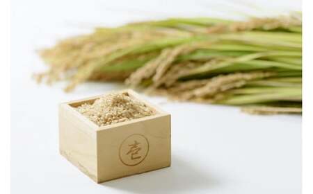 【数量限定】令和7年/新潟上越産「標高480mの山間地で育てた棚田米コシヒカリ」玄米4kg