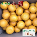 【ふるさと納税】【手選果】有田産の八朔10kg 【選べるサイズ】 ＜2025年1月下旬～2025年2月下旬頃より順次発送＞(お届け日指定不可) / 和歌山 八朔 みかん 柑橘 くだもの フルーツ