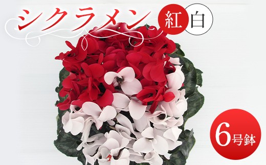 
                  シクラメン 紅白寄せ植え6号鉢 ますだ農園 花 植物 フラワー F4N-2859
                