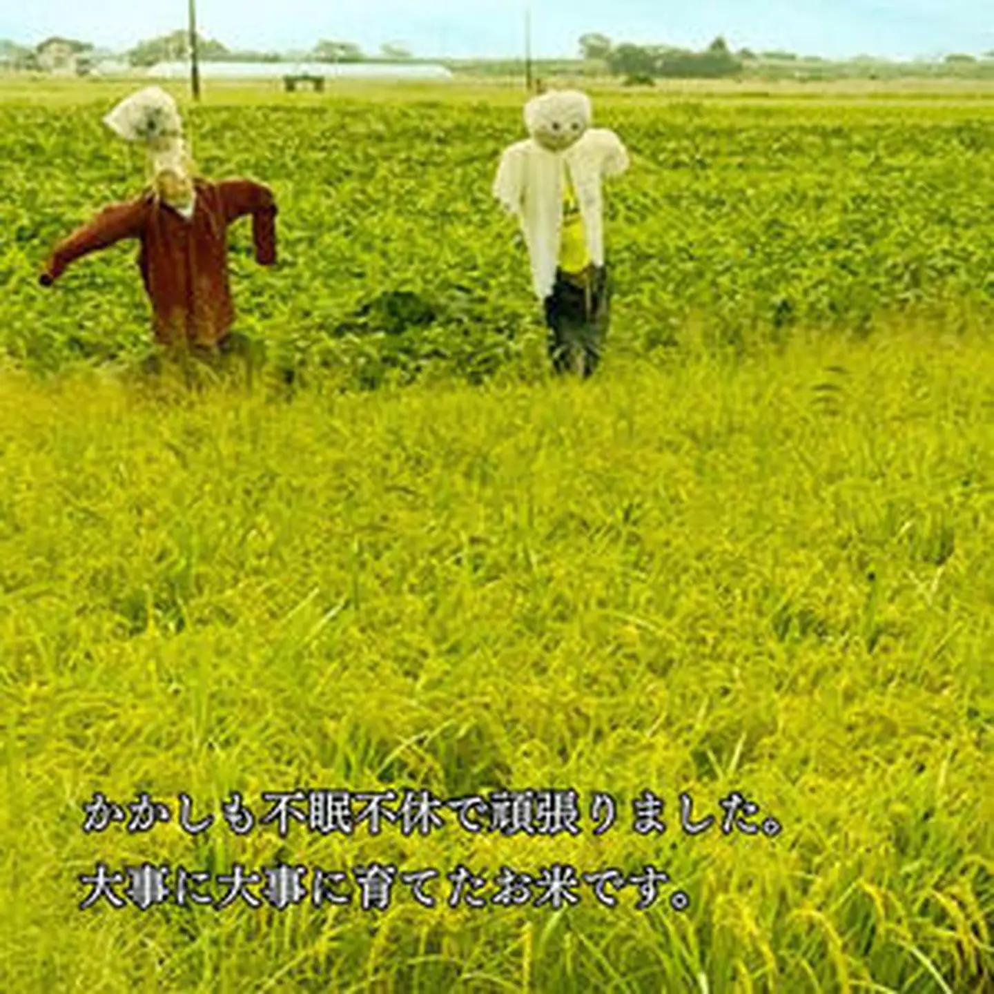 佐賀県大和産「ひのひかり」5kg 米 農家直送：B170-034
