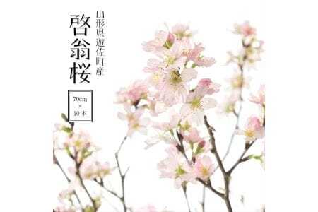 啓翁桜 約70cm×10本（1月下旬発送）※着日指定不可 東北 山形県 遊佐町 庄内地方 桜 木 植物 枝 切り花 花束 お花 室内 リビング 玄関 アレンジにも お正月飾り 冬 春 新春 迎春 新年 成人の日 成人式 卒業 卒園 退職 ピンク [372M01c]