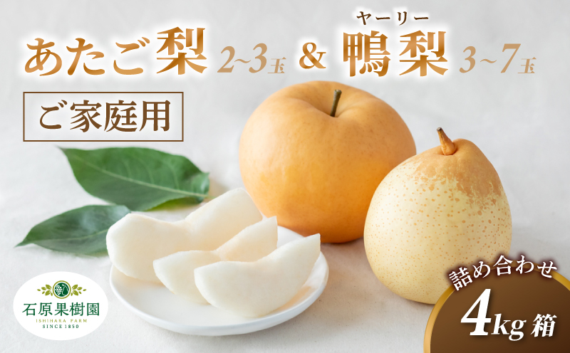 家庭用 詰め合わせ 4kg箱 青秀 あたご梨2〜3玉・ヤーリー梨3〜7玉 岡山県産 | あたご梨 愛宕梨 ヤーリー梨 鴨梨 梨 ご家庭用 ご自宅用 御歳暮 果物 くだもの フルーツ 石原果樹園【ishk036-01】