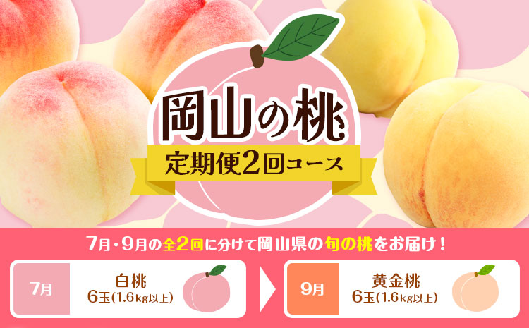 【2回定期便】桃 岡山の桃定期便 2回ｺｰｽ 岡山県産 岡山白桃 黄金桃 株式会社山博《2026年7月上旬-9月末頃出荷》岡山県 笠岡市 フルーツ 果物 白桃 もも お取り寄せ【配送不可地域あり】--