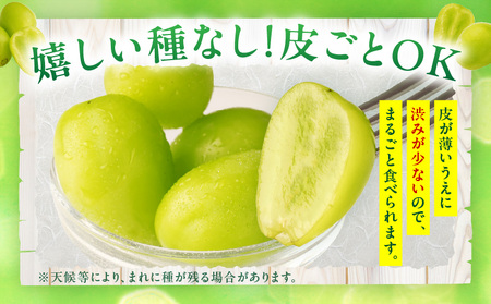 【先行受付】特大シャインマスカット1房 約750g |マスカット ぶどう ブドウ 葡萄 果物 フルーツ 人気 香川 香川県 三木町 特大 大房 大粒 厳選 種なし 皮ごと食べられる ジューシー 糖度が