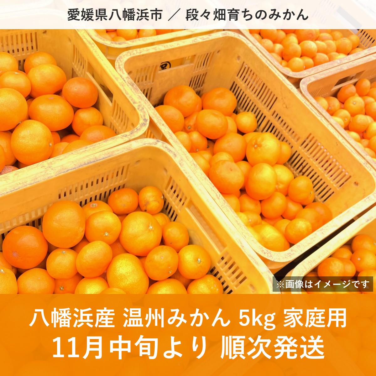 【ふるさと納税】【先行受付】八幡浜産 温州みかん（5kg）家庭用【108-1】果物 くだもの 温州みかん みかん ミカン 蜜柑 柑橘 フルーツ 5kg 10kg 期間限定 季節限定 特産品 家庭用 訳あり ワケあり 訳有 YWTBX001