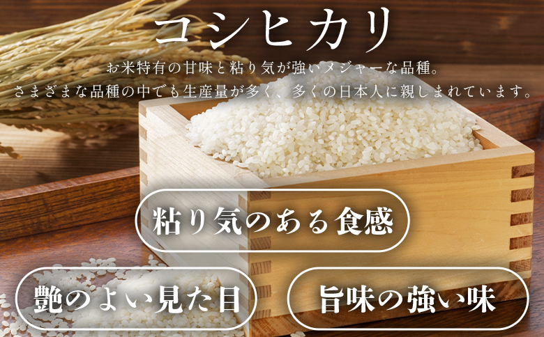 【7日程度で発送】新米 令和7年産 コシヒカリ 2kg - お米 おこめ 国産 米 精米 こしひかり ごはん 白米 ご飯 おにぎり おむすび 料理 調理 防災 非常食 備蓄 早い すぐ届く 早く届く 