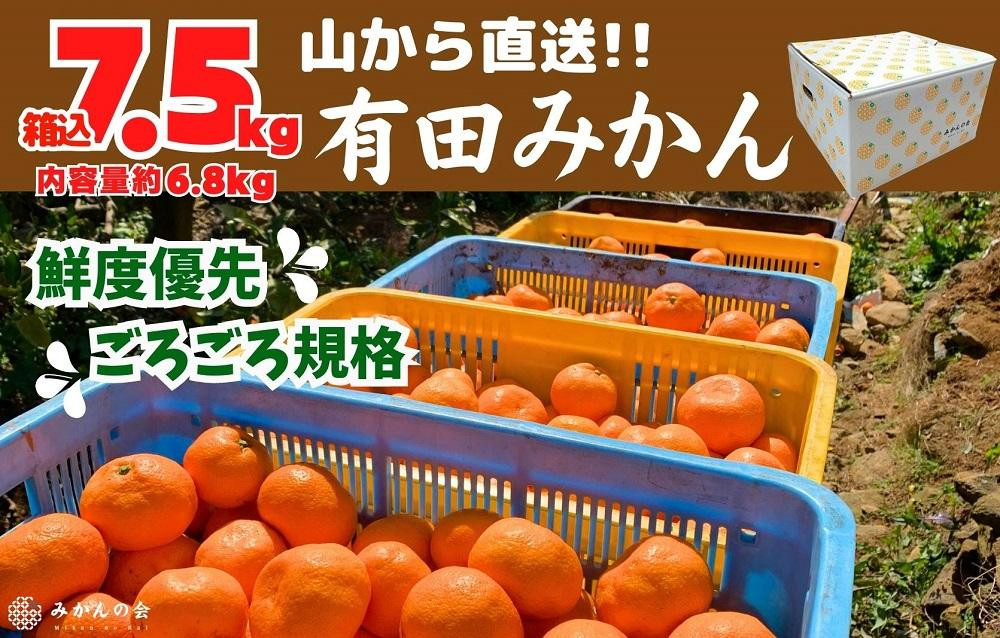 
みかん 山から直送 箱込 7.5kg ( 内容量約 6.8kg ) 鮮度優先ごろごろ規格 和歌山県産 産地直送 家庭用【みかんの会】
