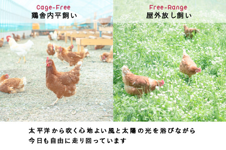 0048 無投薬･自然養鶏の平飼い自然卵＜50個セット＞