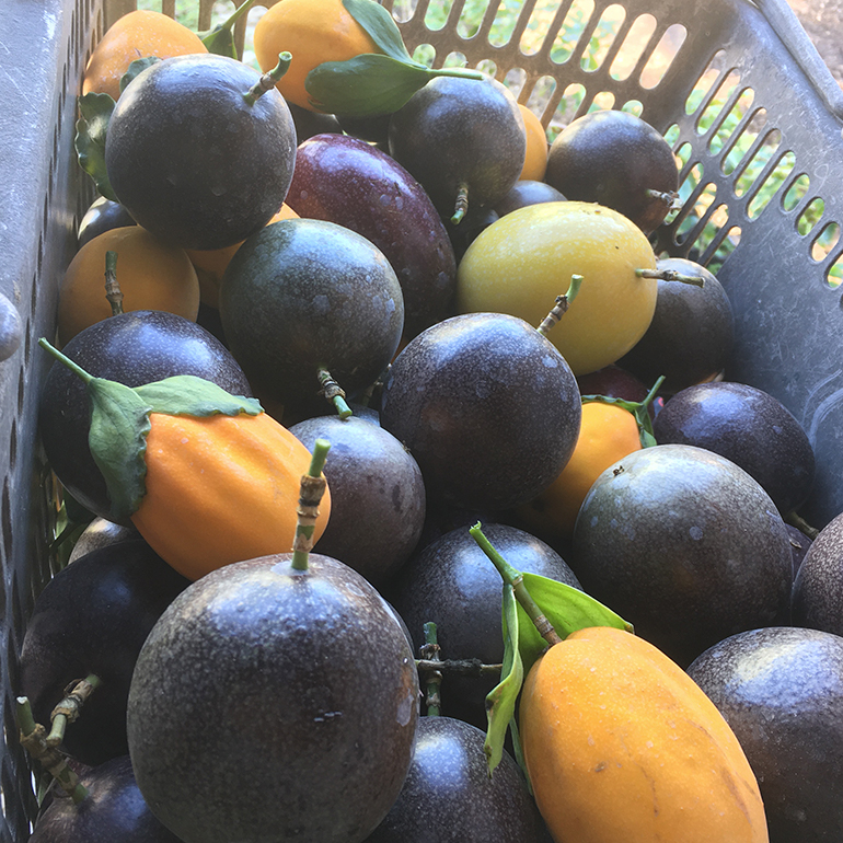 【2025年発送】熱帯果樹園小池さん家　お任せセット（梅） 126-1