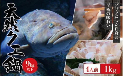 【冷凍】天然 クエ 9kg 以下 クエ鍋セット 4人前(250g×4) 【2026年11月下旬から2027年2月下旬までに順次発送致します。】 / 高級 海鮮 お魚 魚  くえ鍋 クエ鍋 くえ くえ天然 冷凍 海産物【tkw004A-2】
