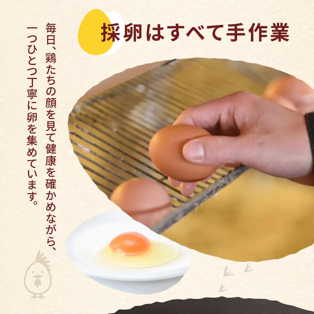 純国産鶏 さくらたまご 40個（10個入 × 4パック）｜たまご
