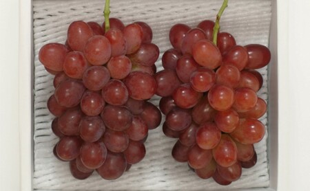 ぶどう 2026年先行予約 紫苑 2房 約1.2kg  岡山県産 ぶどう
