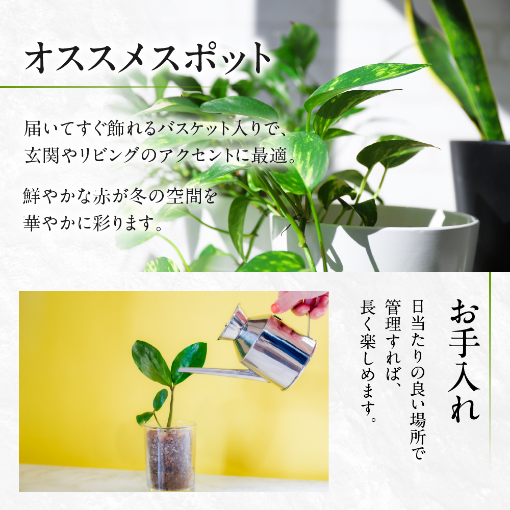 ポインセチア レッド 観葉植物 植物 5号鉢 人気 おしゃれ かわいい お手入れ 室内 大鉢 中型 インテリア リビング 玄関 寝室 キッチン オフィス プレゼント ギフト 冬 クリスマス フラワーギ