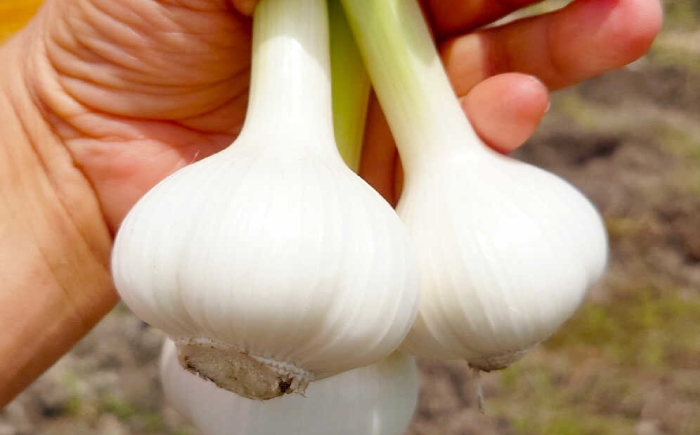 ピーマン ぴーまん 高知県産 野菜 新鮮野菜 産地直送 お取り寄せ 先行予約
