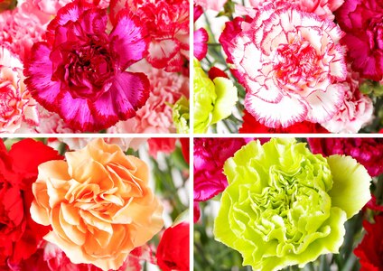 鮮度が自慢!花農家直送カーネーション切り花５０本
