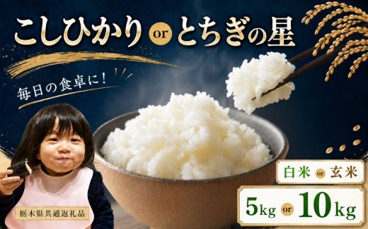 
                  お米 令和8年産 こしひかり or とちぎの星 白米 or 玄米 5～10kg【2026年 先行予約】 | 栃木県共通返礼品
                