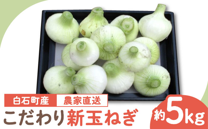 
            【農家直送！】こだわり 新玉ねぎ （サイズ混合） 約5kg 【一ノ瀬農園】 [IBQ003]
          