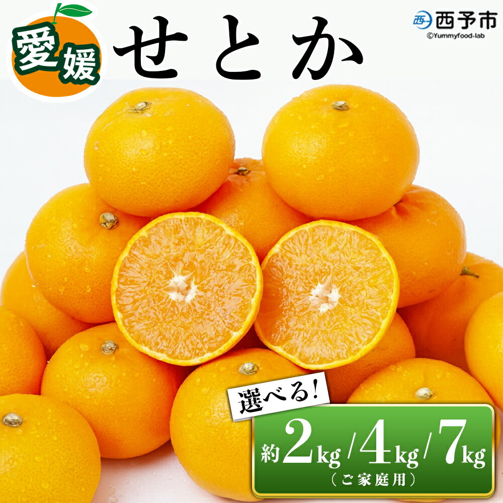 【ふるさと納税】先行予約＜愛媛県西予市産 せとか ご家庭用 約2kg／4kg／7kg＞ 訳あり 不揃い 傷 果物 フルーツ みかん ミカン 蜜柑 セトカ オレンジ 柑橘類 選べる 甘い 期間限定 食べて応援 特産品 宇都宮物産 【常温】『2026年2月下旬～4月上旬迄に順次出荷予定』
