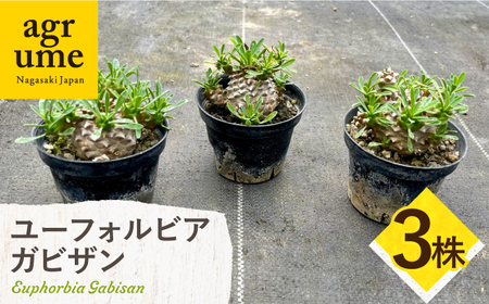 ユーフォルビア 峨眉山（ガビザン）Euphorbia Gabisan 3株 長与町/アグリューム[EAI173]